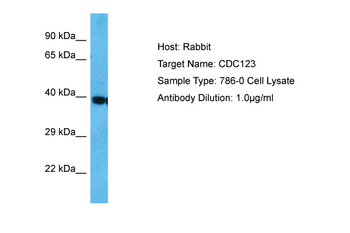 CDC123 Rabbit Polyclonal Antibody