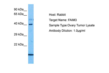 FCMR Rabbit Polyclonal Antibody