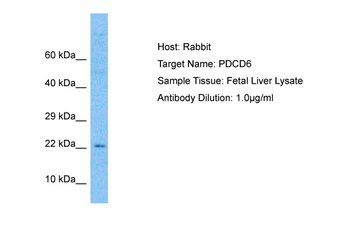 PDCD6 Rabbit Polyclonal Antibody