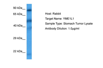 YME1L1 Rabbit Polyclonal Antibody