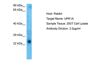 UPK1A Rabbit Polyclonal Antibody