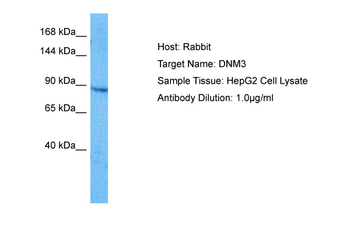 DNM3 Rabbit Polyclonal Antibody