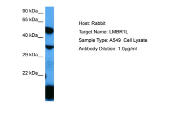 LMBR1L Rabbit Polyclonal Antibody