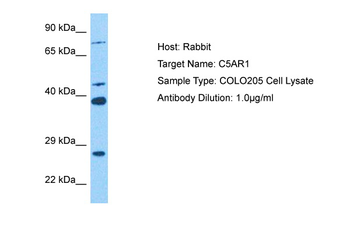 OPRPN Rabbit Polyclonal Antibody