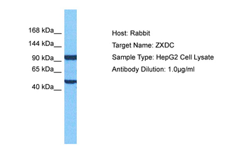 ZXDC Rabbit Polyclonal Antibody