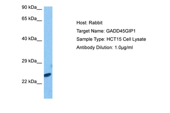 GADD45GIP1 Rabbit Polyclonal Antibody