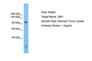 JAK1 Rabbit Polyclonal Antibody