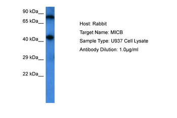 MICB Rabbit Polyclonal Antibody