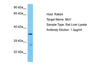 MCL1 Rabbit Polyclonal Antibody