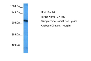 CNTN2 Rabbit Polyclonal Antibody