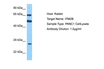 ITM2B Rabbit Polyclonal Antibody
