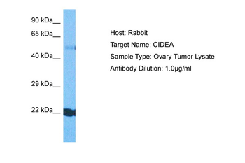 CIDEA Rabbit Polyclonal Antibody