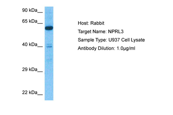 NPRL3 Rabbit Polyclonal Antibody