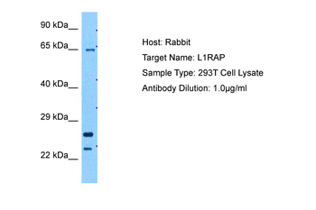 IL1RAP Rabbit Polyclonal Antibody