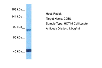 COBL Rabbit Polyclonal Antibody