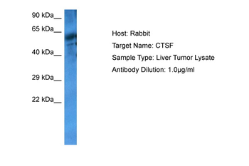 CTSF Rabbit Polyclonal Antibody