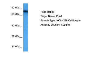 PJA1 Rabbit Polyclonal Antibody