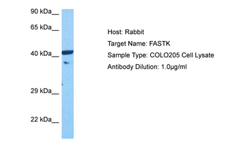 FASTK Rabbit Polyclonal Antibody