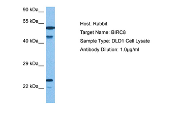 BIRC8 Rabbit Polyclonal Antibody