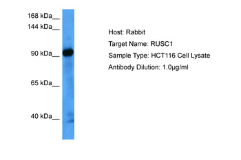 RUSC1 Rabbit Polyclonal Antibody