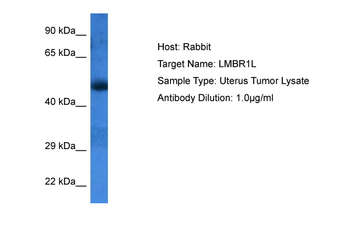 LMBR1L Rabbit Polyclonal Antibody