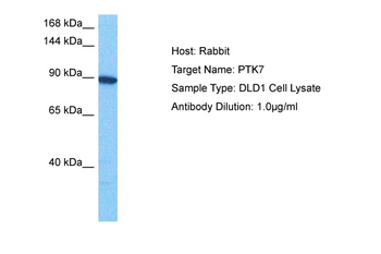 PTK7 Rabbit Polyclonal Antibody