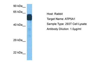 ATP5F1A Rabbit Polyclonal Antibody