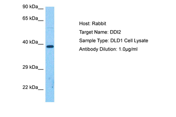 DDI2 Rabbit Polyclonal Antibody