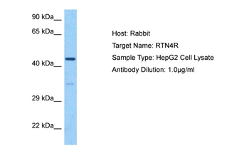 RTN4R Rabbit Polyclonal Antibody