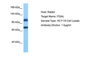 ITGAL Rabbit Polyclonal Antibody