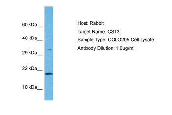 CST3 Rabbit Polyclonal Antibody