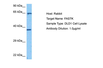 FASTK Rabbit Polyclonal Antibody
