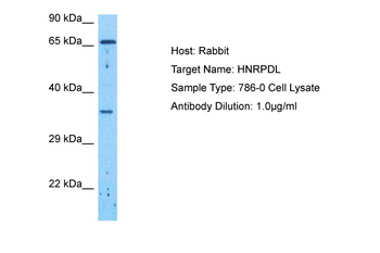 HNRNPDL Rabbit Polyclonal Antibody