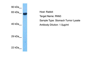 PAN3 Rabbit Polyclonal Antibody