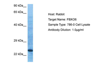 FBXO6 Rabbit Polyclonal Antibody
