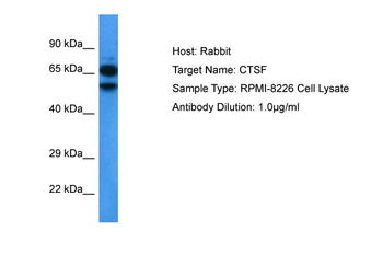 CTSF Rabbit Polyclonal Antibody