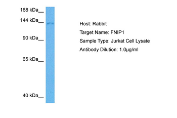 FNIP1 Rabbit Polyclonal Antibody