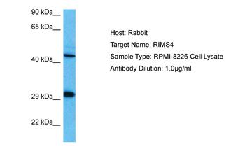 RIMS4 Rabbit Polyclonal Antibody
