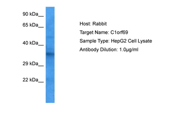 IBA57 Rabbit Polyclonal Antibody