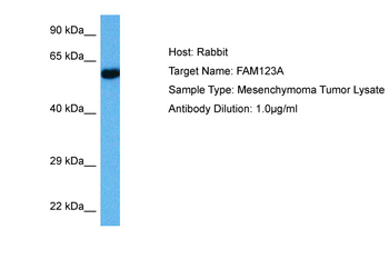 AMER2 Rabbit Polyclonal Antibody