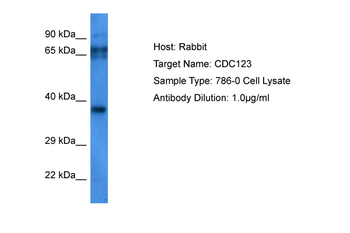 CDC123 Rabbit Polyclonal Antibody