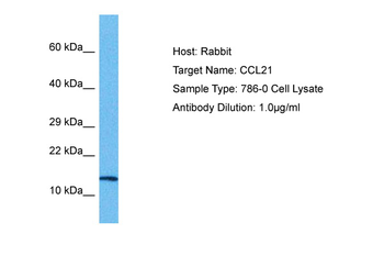 CCL21 Rabbit Polyclonal Antibody