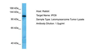 IPO9 Rabbit Polyclonal Antibody