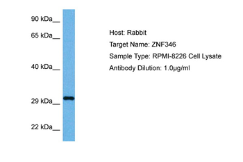 ZNF346 Rabbit Polyclonal Antibody