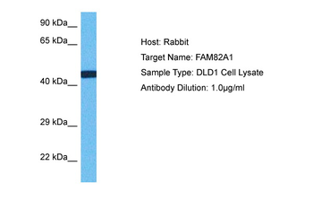 RMDN2 Rabbit Polyclonal Antibody