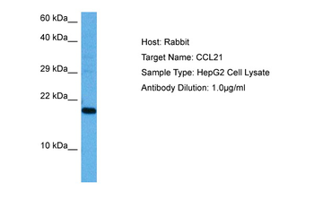CCL21 Rabbit Polyclonal Antibody