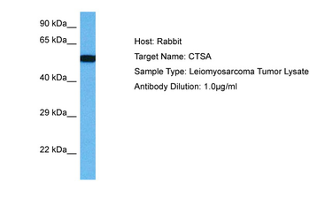 CTSA Rabbit Polyclonal Antibody