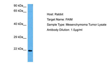 FAIM Rabbit Polyclonal Antibody
