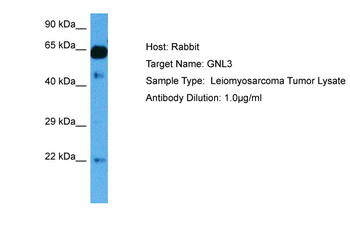 GNL3 Rabbit Polyclonal Antibody