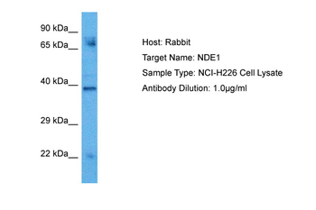 NDE1 Rabbit Polyclonal Antibody